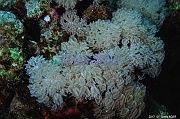 Sympodium sp Xenia octocoralliaire-Safaga Panomara Reef N-12m-20171123-Denis-ADER-DSC_3658_tn